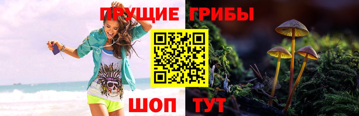 Псилоцибиновые грибы GOLDEN TEACHER  Вход с VPN  Ессентуки  Псилоцибиновые грибы Psilocybine cubensis 